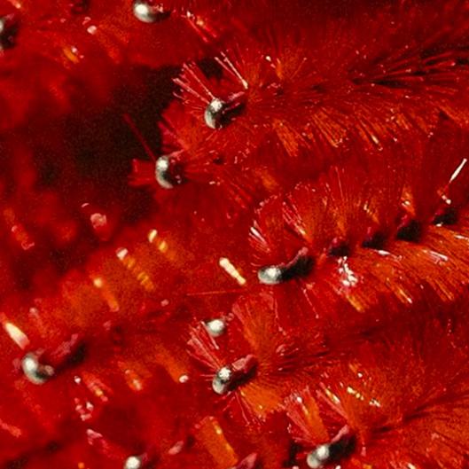 Lash Ambassador Program